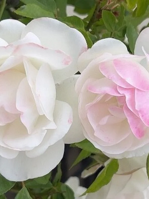 🌹 Amiguitas de Mike 🌹